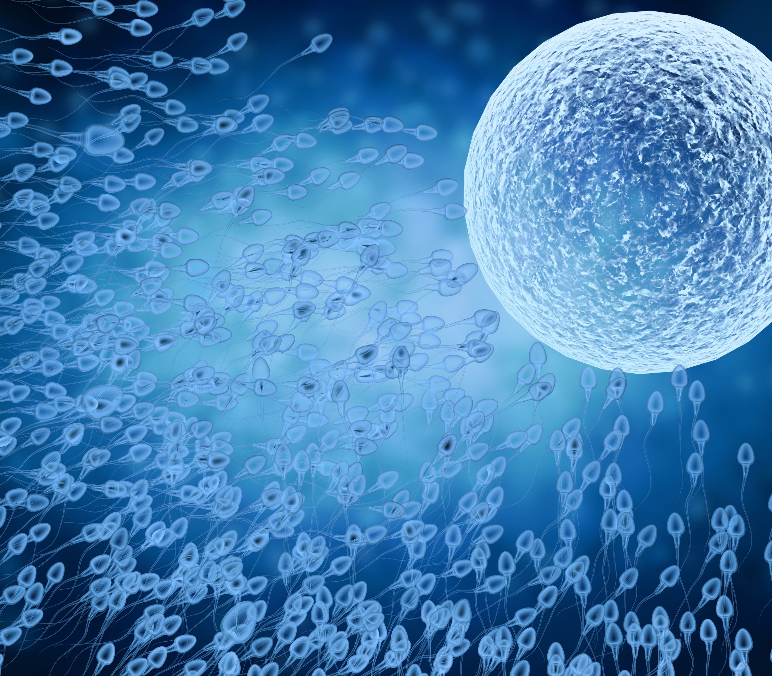 An image of oocytes used to represent shipping oocytes