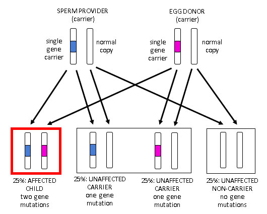 genetics primer